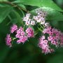 Spiraea japonica 'Genpei' bloemen